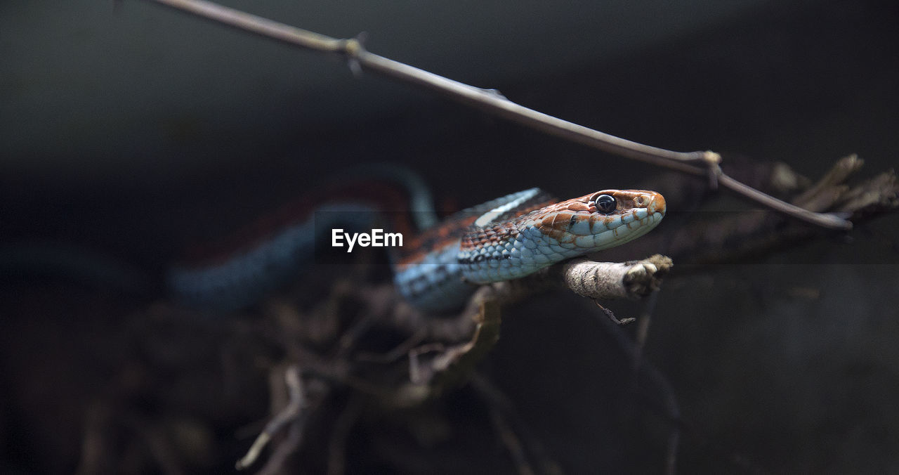 Close-up of lizard on tree