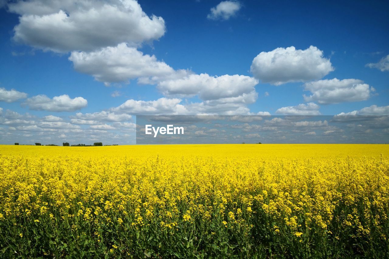 Scenic view of oilseed rape field against sky