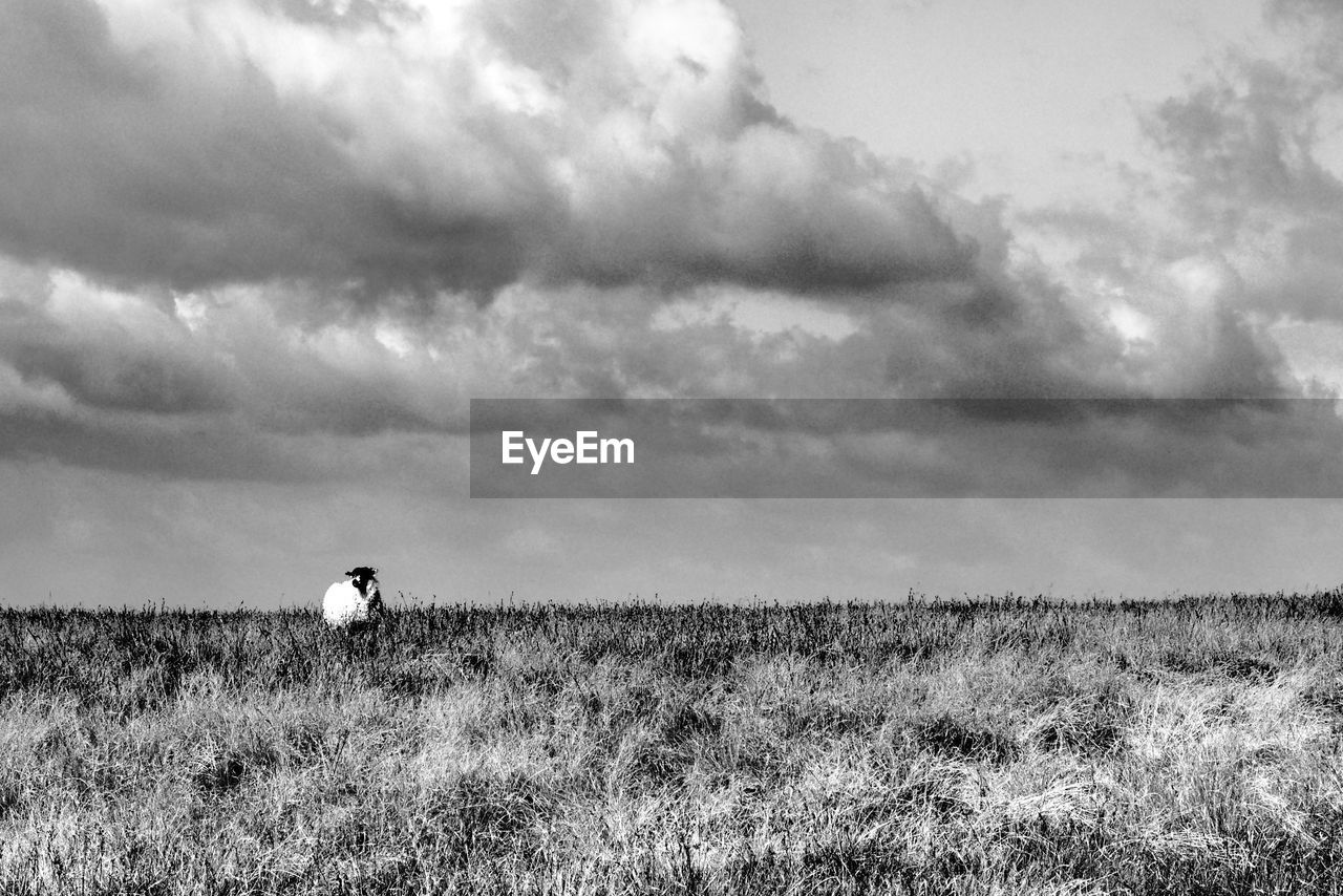 MAN ON GRASSY FIELD AGAINST SKY