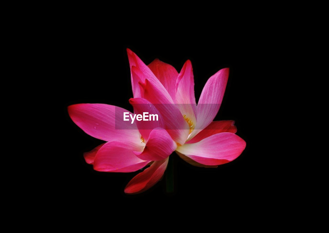 Close-up of pink lotus blooming against black background