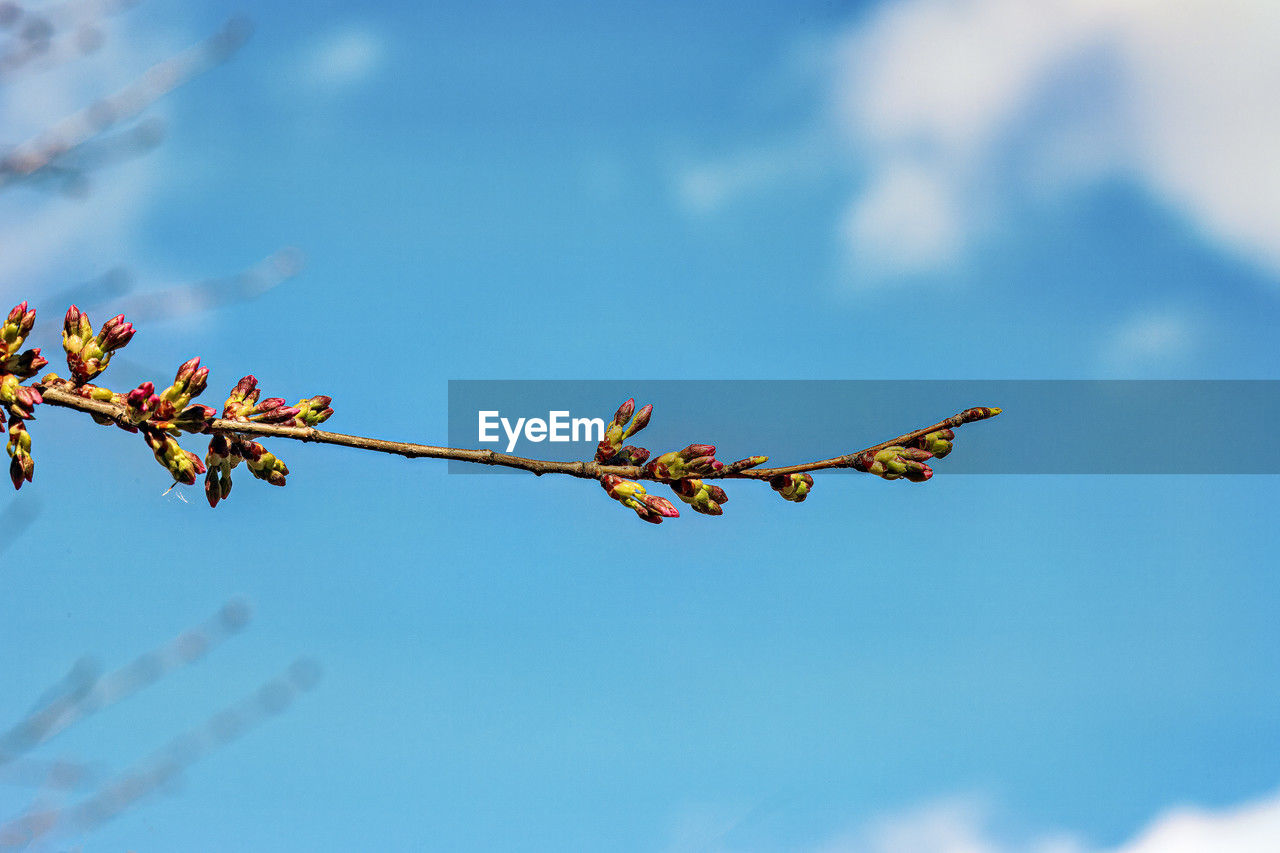 sky, flower, nature, cloud, branch, no people, day, plant, outdoors, blue, low angle view, tree, beauty in nature