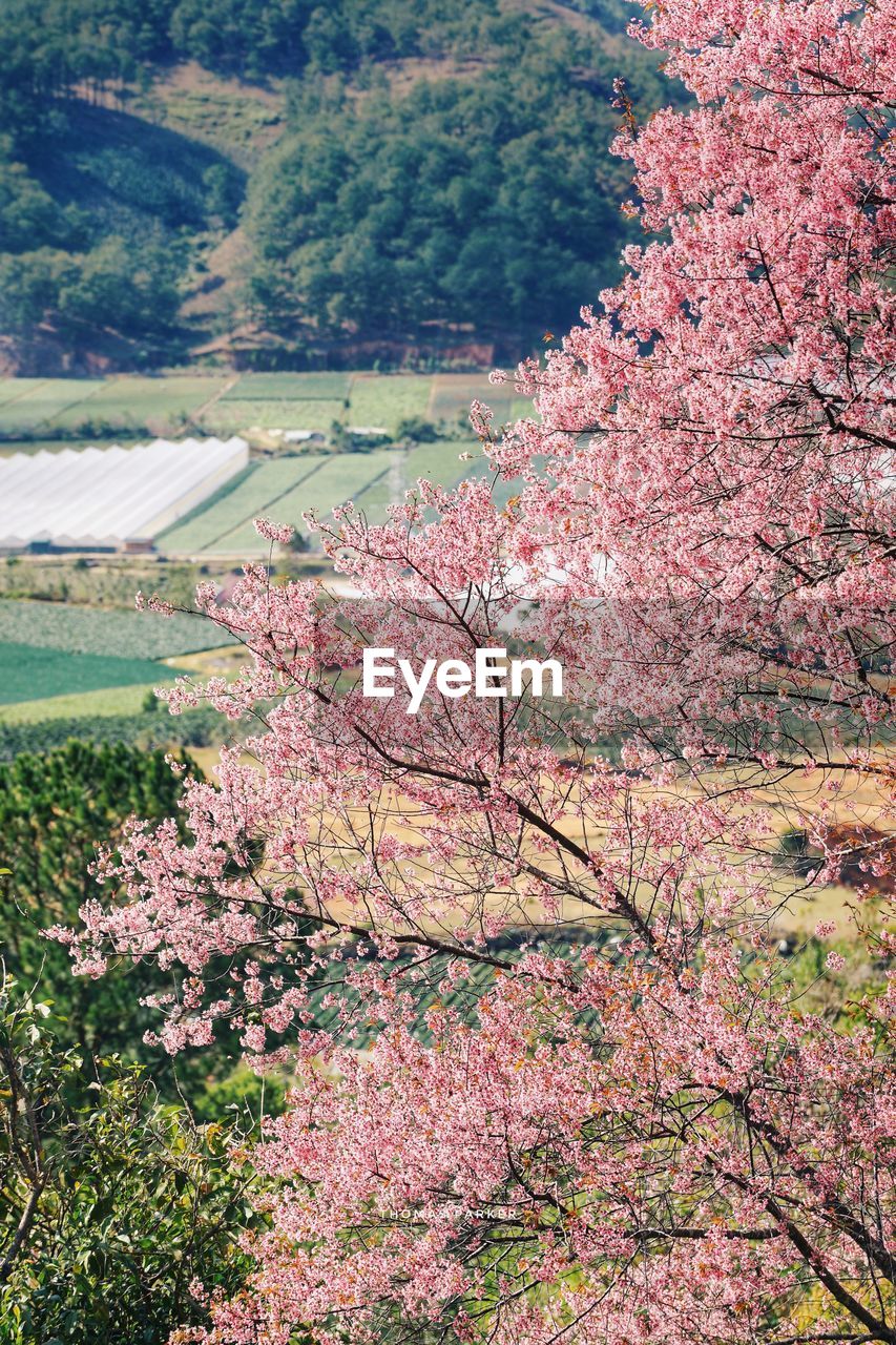 HIGH ANGLE VIEW OF CHERRY BLOSSOM TREE