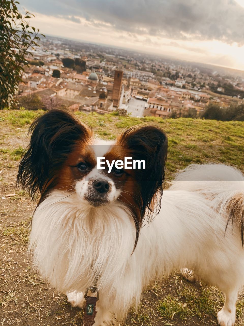 PORTRAIT OF DOG ON FIELD BY LAND