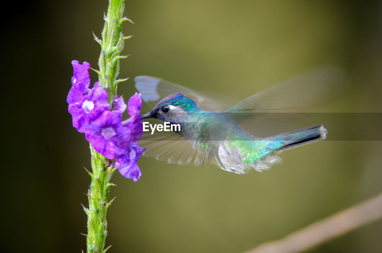 Close-up of hummingbird pollinating purple flowers