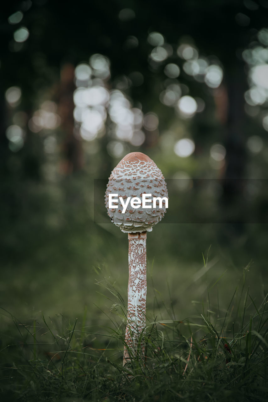 Close-up of mushroom growing on field