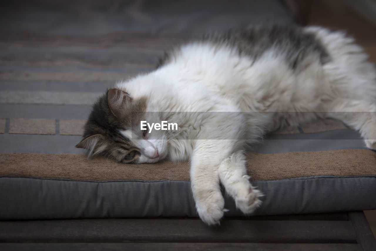 VIEW OF CAT SLEEPING ON SOFA