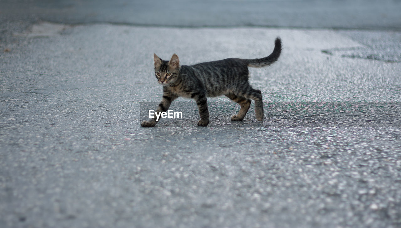 Cat walking on street