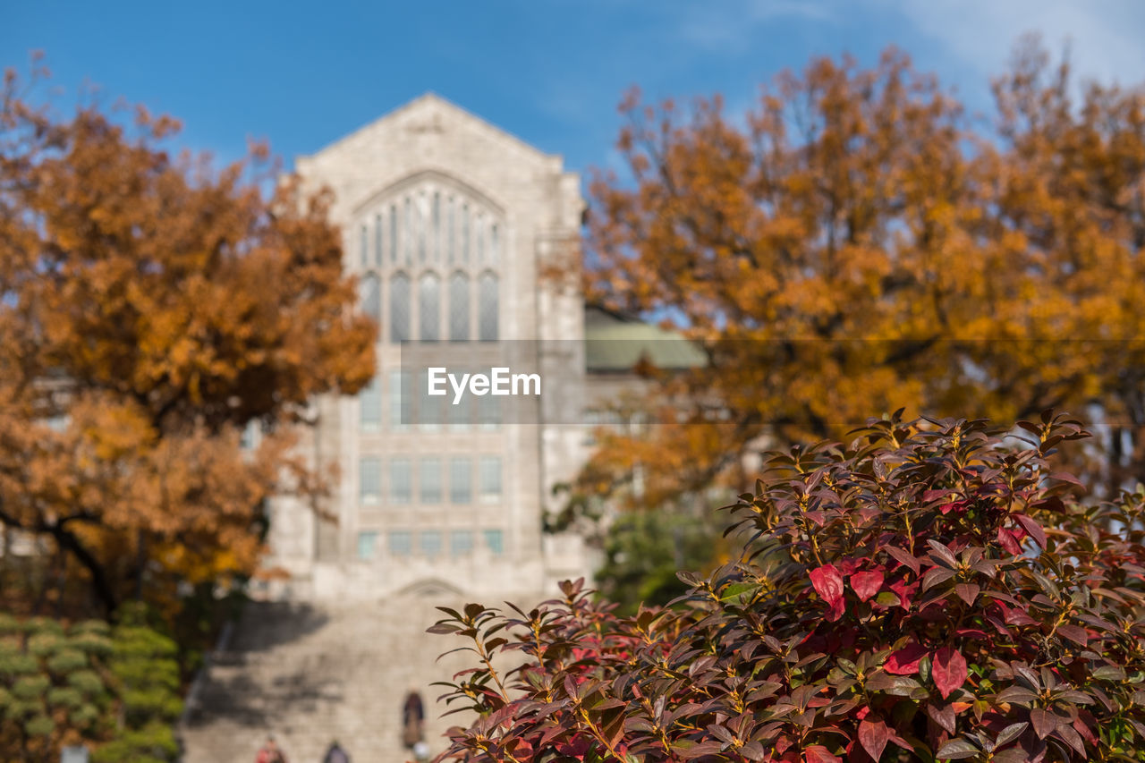 FLOWERING PLANTS BY BUILDING DURING AUTUMN