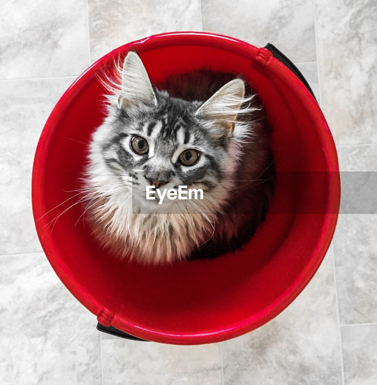 Directly above portrait shot of cat in bucket