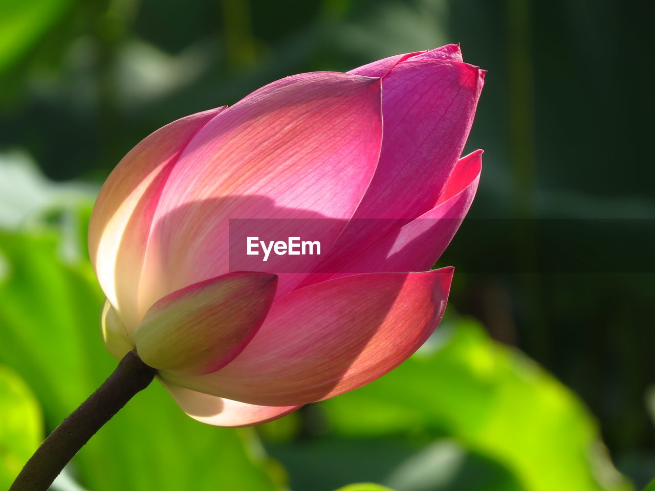 Close-up of pink water lily