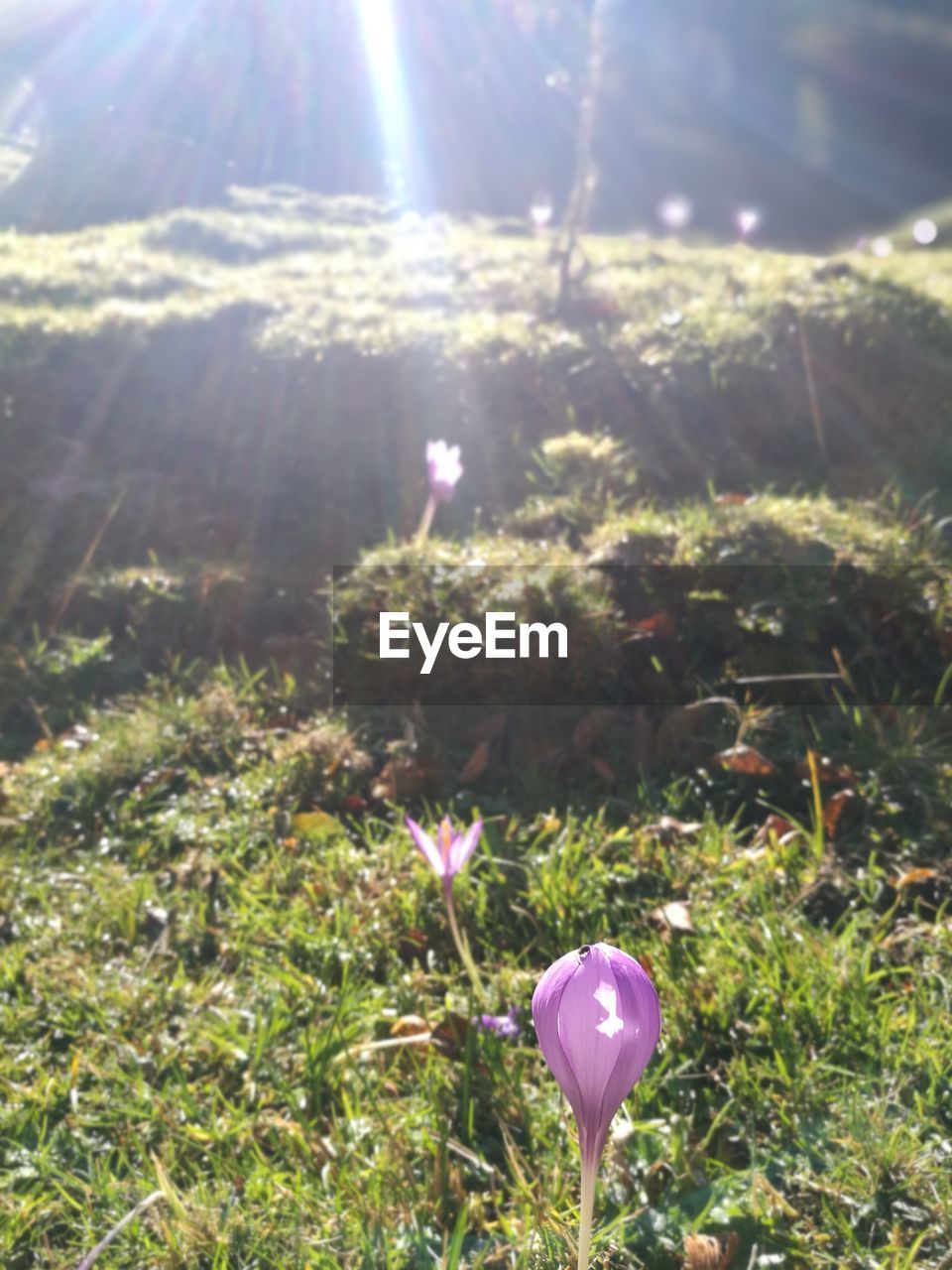 PURPLE FLOWERS ON FIELD