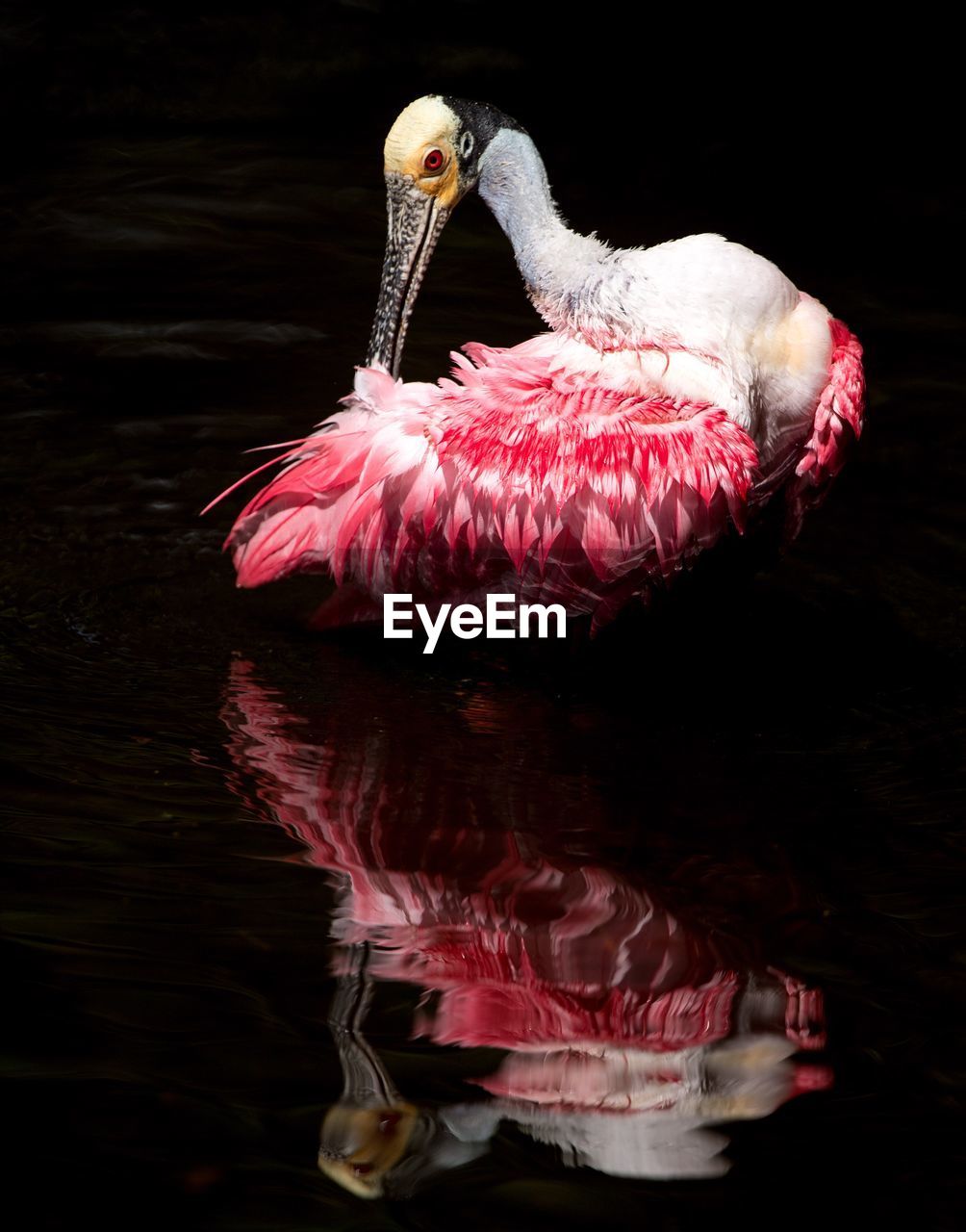 Roseate spoonbill reflecting in lake at night