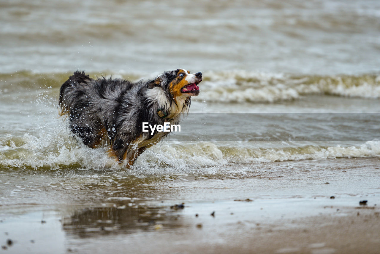 Dog running on wet beach