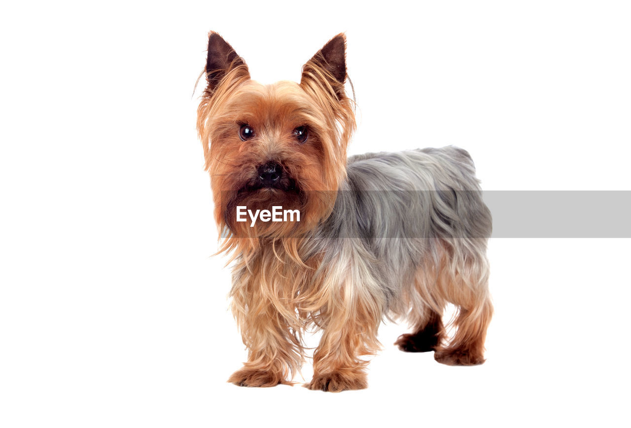 PORTRAIT OF DOG ON WHITE BACKGROUND