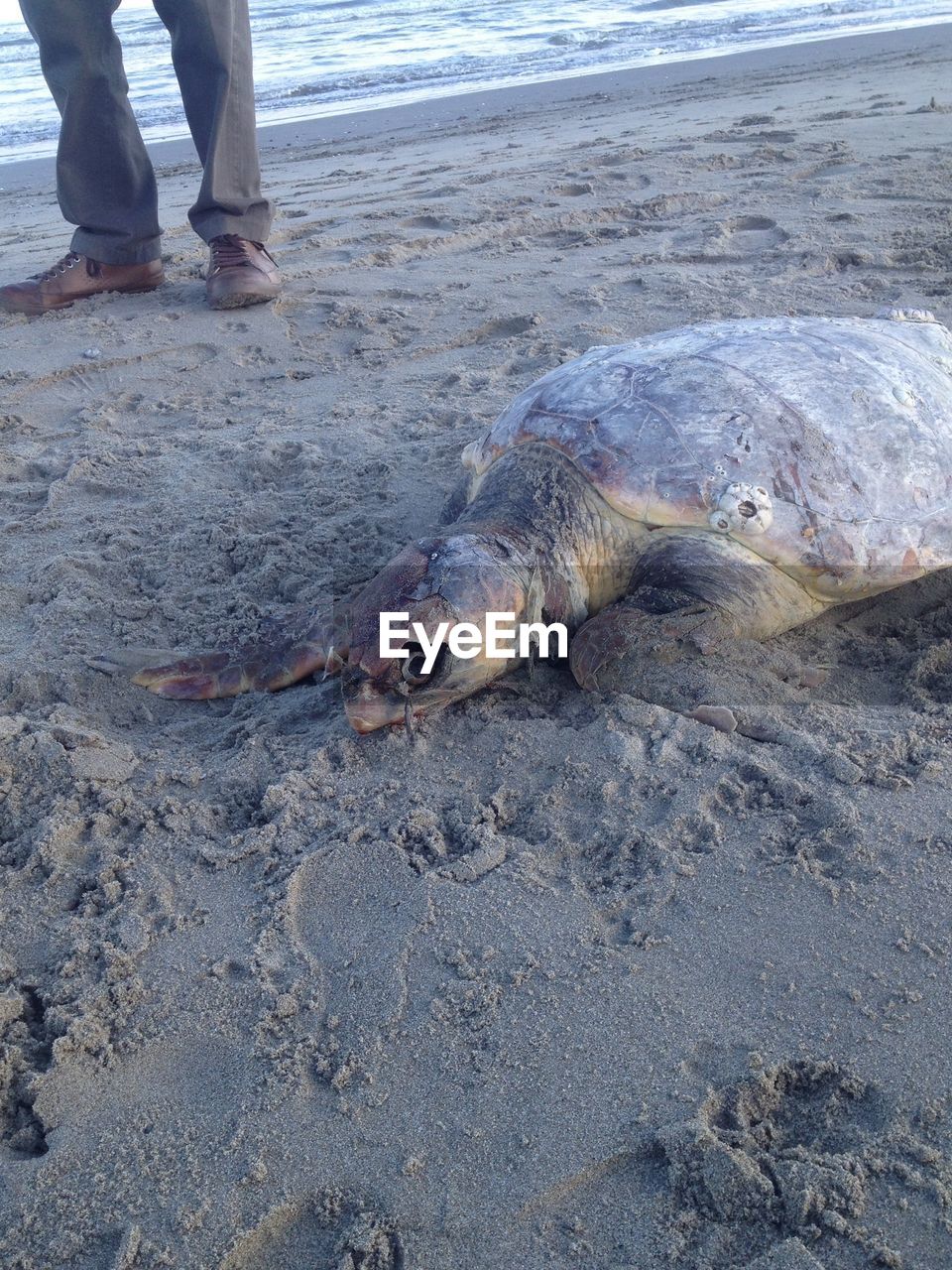 LOW SECTION OF PERSON ON SHORE