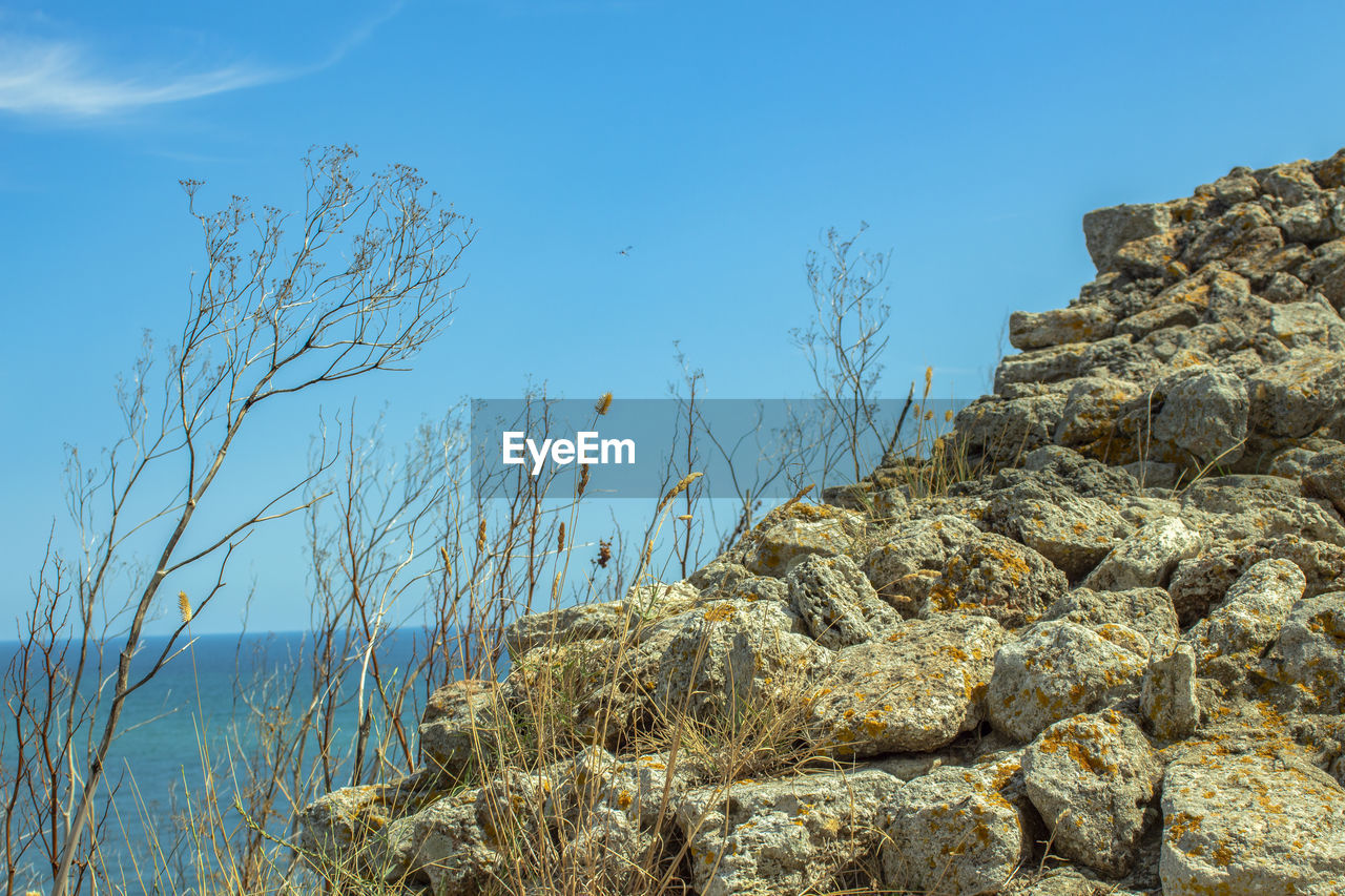 Plants growing on rocks by sea against clear blue sky