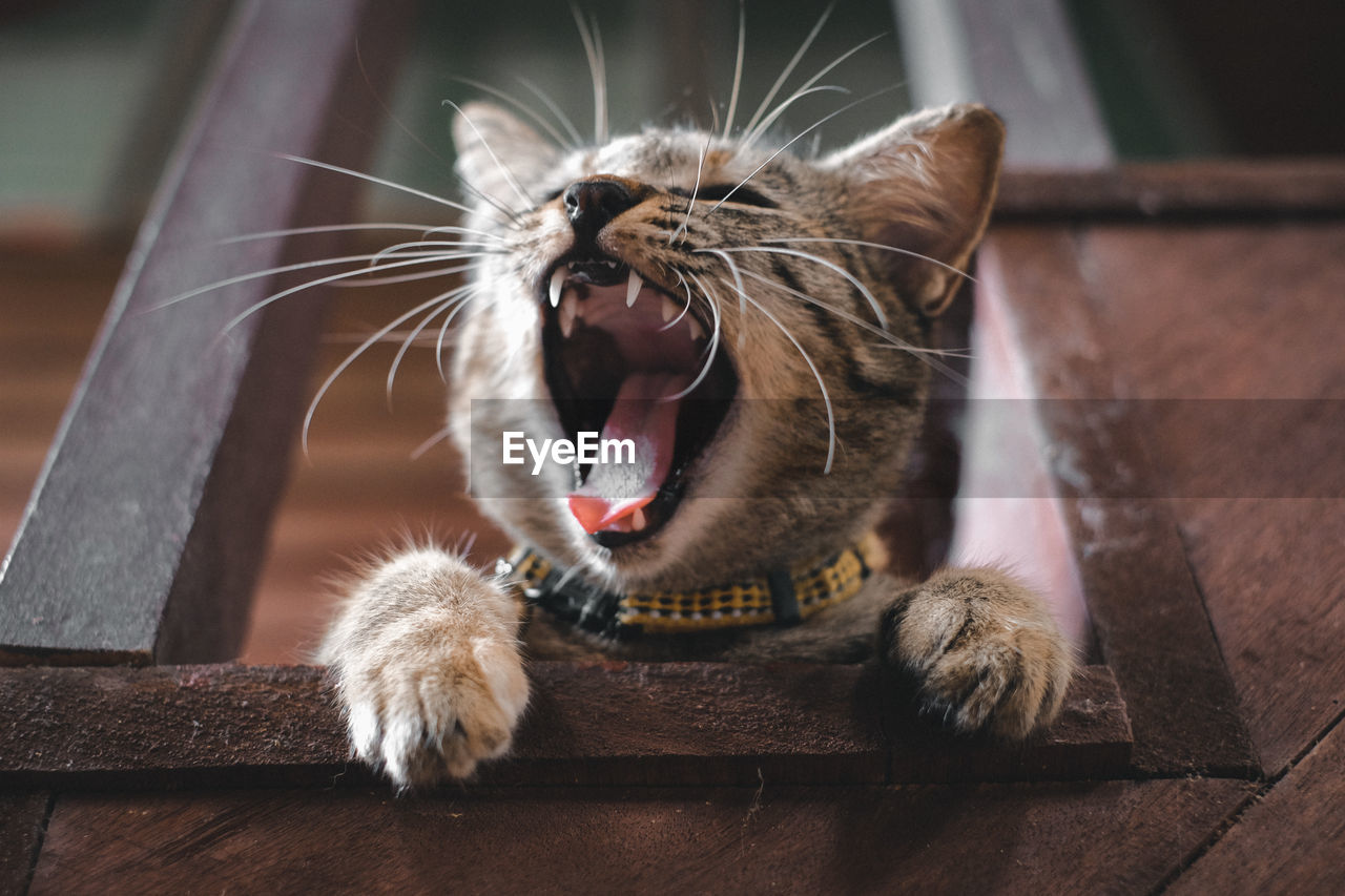 CLOSE-UP OF CAT YAWNING WHILE STANDING ON WOOD