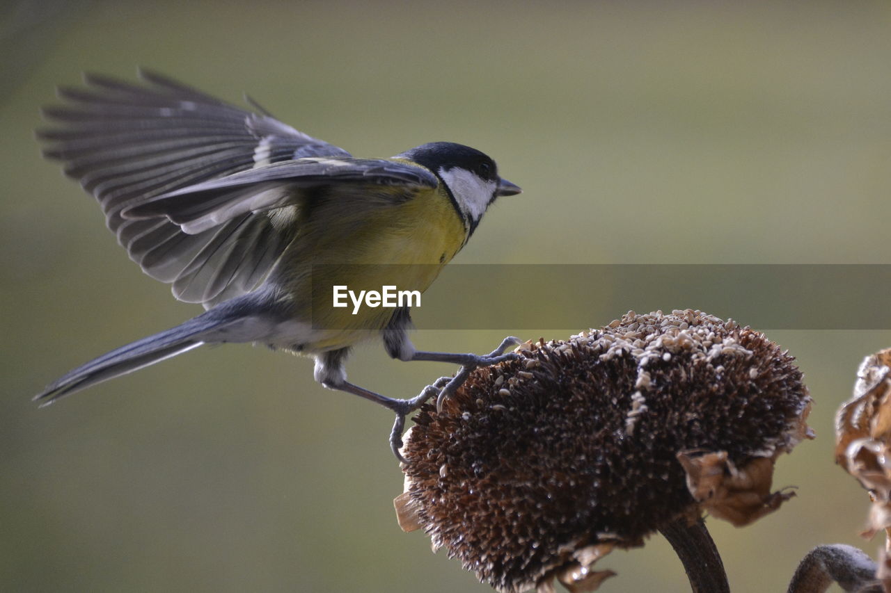 CLOSE-UP OF BIRD FLYING