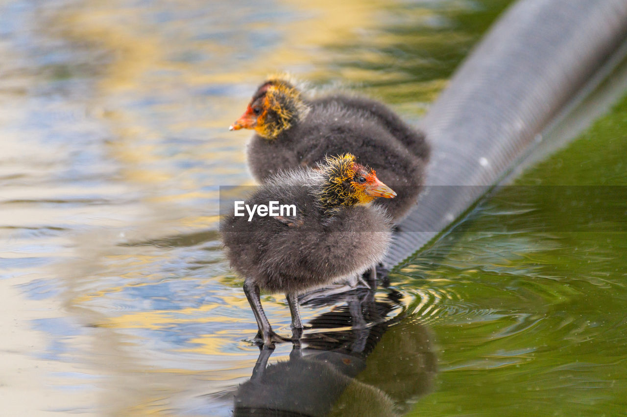 Close-up of young birds in lake