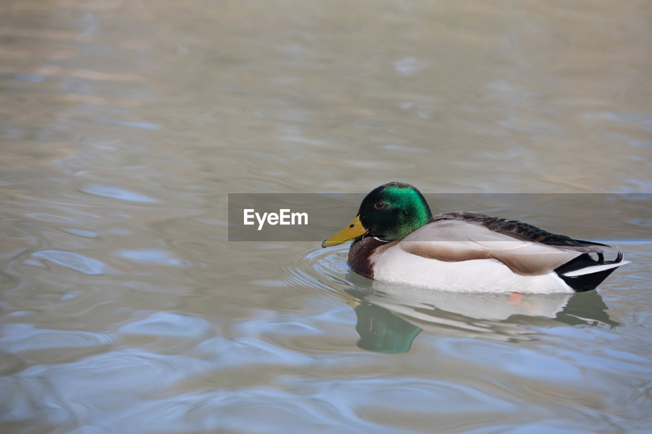 MALLARD DUCK SWIMMING IN LAKE