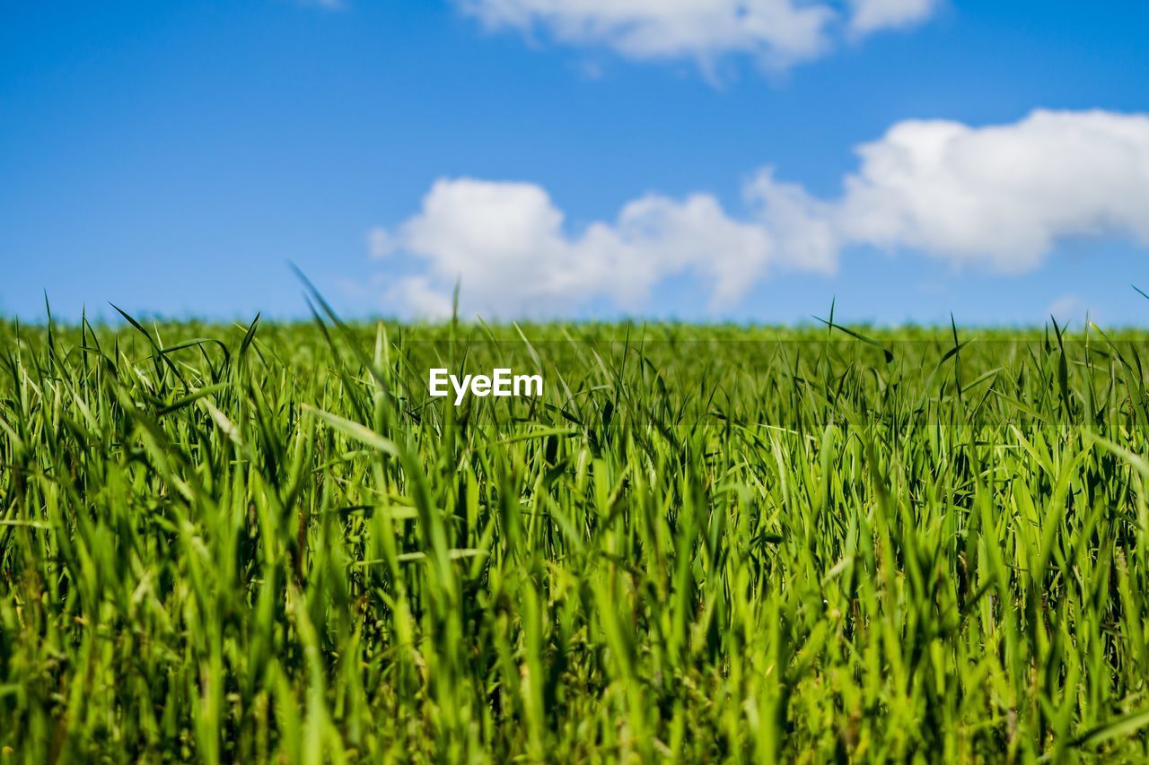 Scenic view of field against cloudy sky