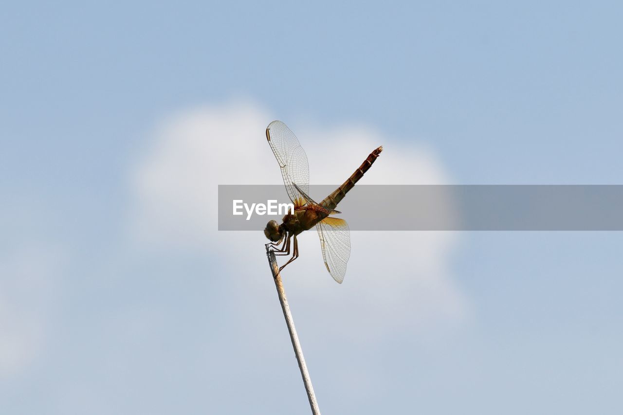LOW ANGLE VIEW OF DRAGONFLY ON A WALL