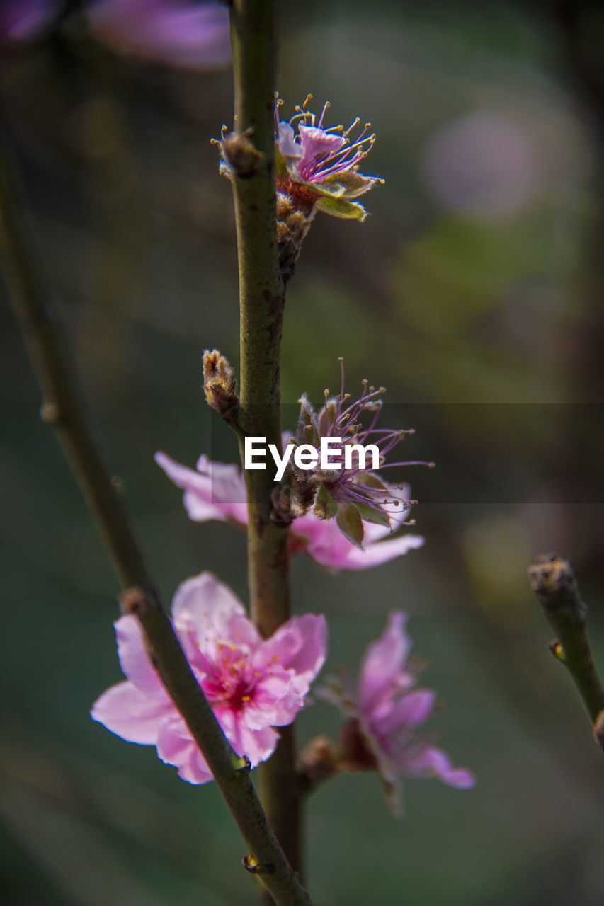 CLOSE-UP OF PINK FLOWER PLANT