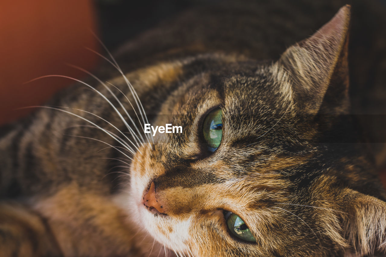 Close-up portrait of cat lying down