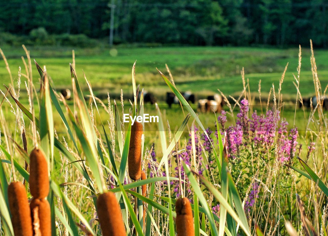 Close-up of purple flowering plants in summer on field with cattle in background 