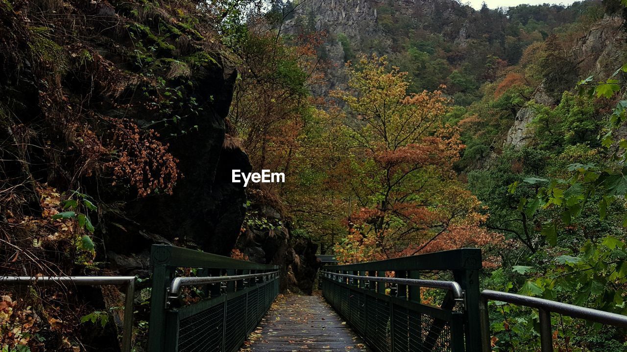 FOOTBRIDGE IN FOREST