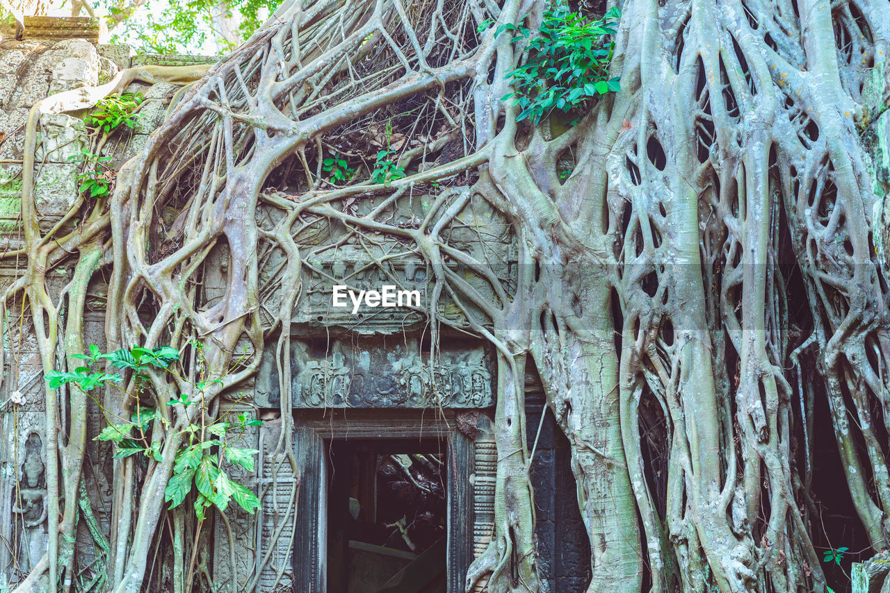 LOW ANGLE VIEW OF TREES GROWING ON OLD BUILDING