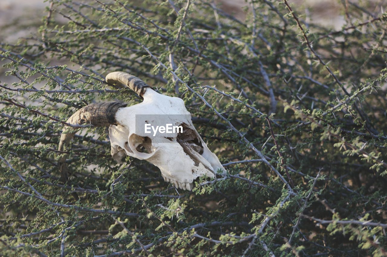 High angle view of animal skull on plant