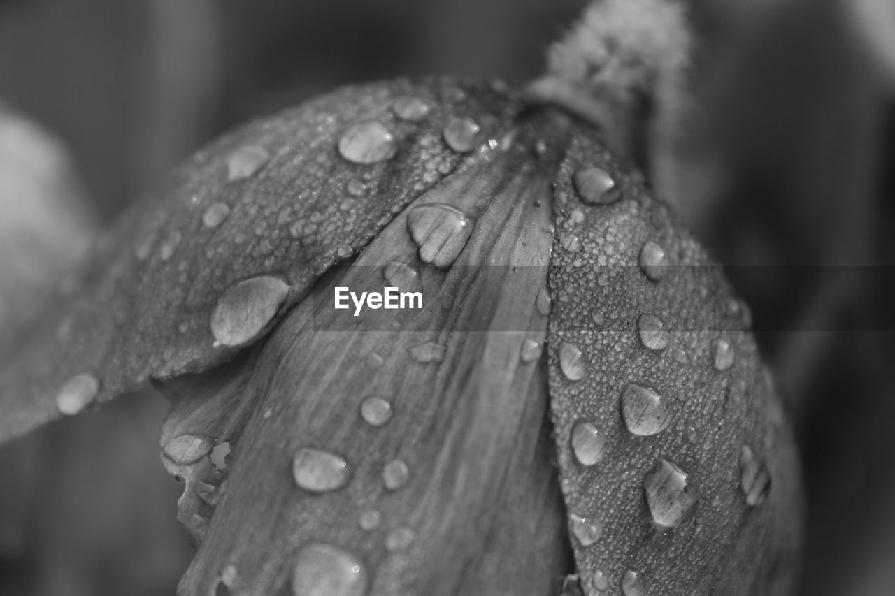 Close-up of raindrops on leaf