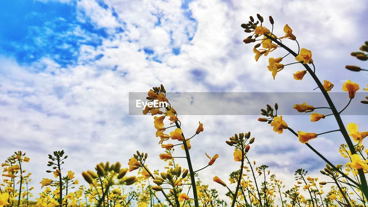 Low angle view of flowering plants against sky