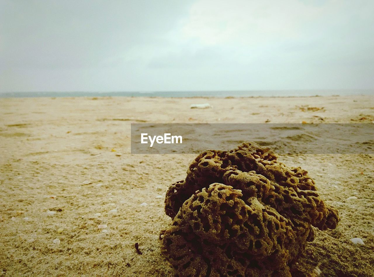 Close-up of dry coral on sand at beach