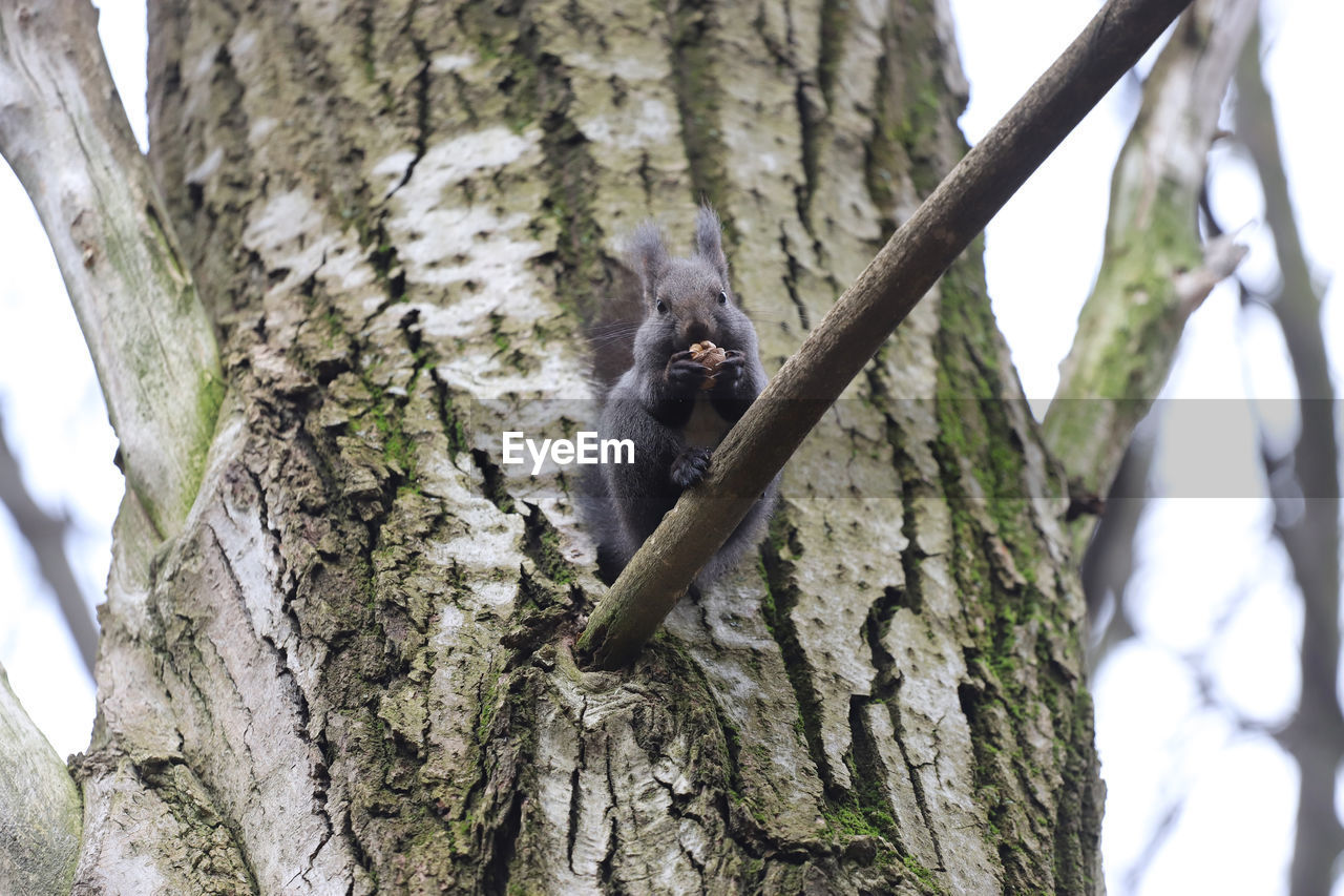 SQUIRREL ON TREE TRUNK