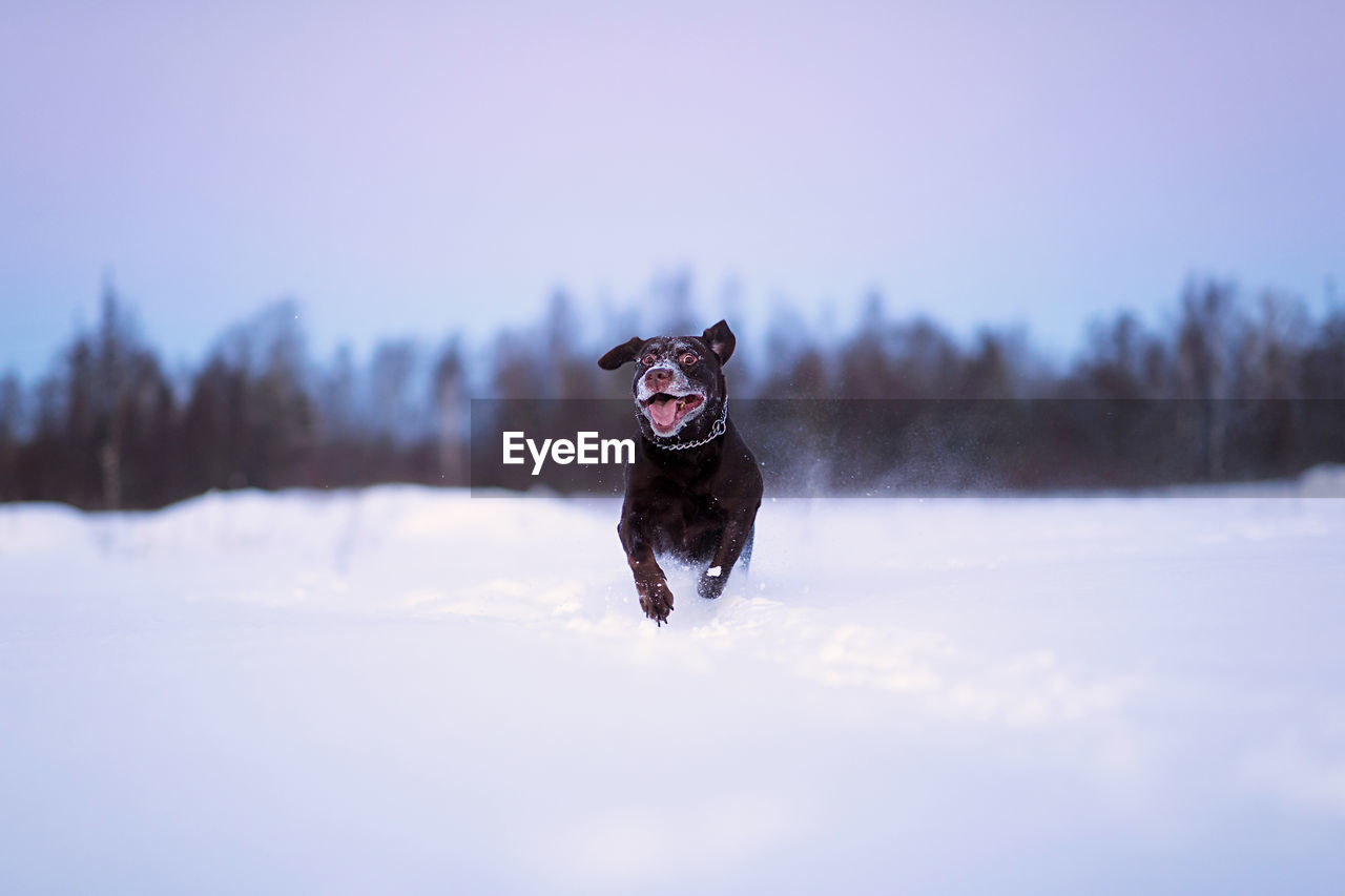 DOG RUNNING IN SNOW FIELD