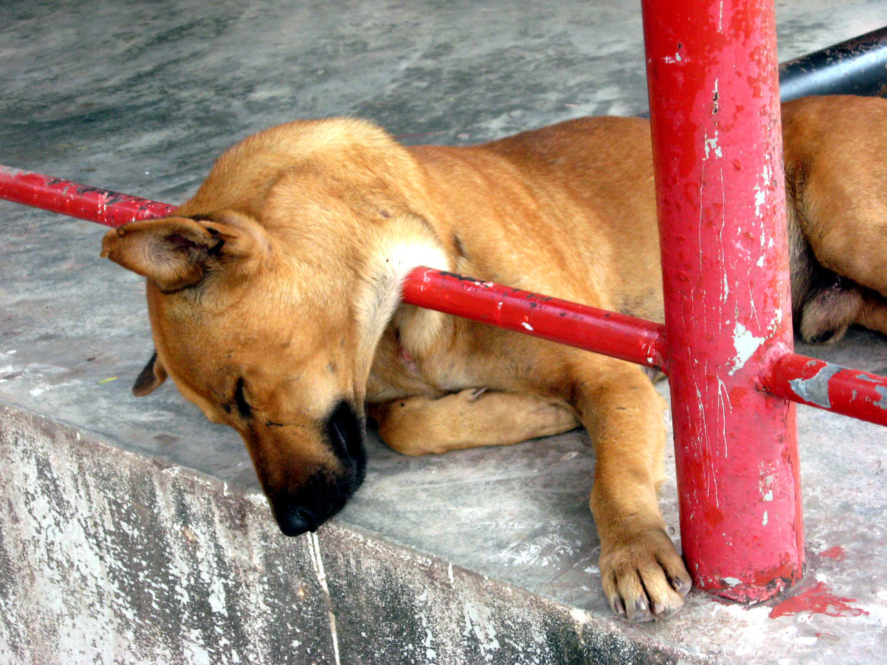 CLOSE-UP OF DOG IN WATER