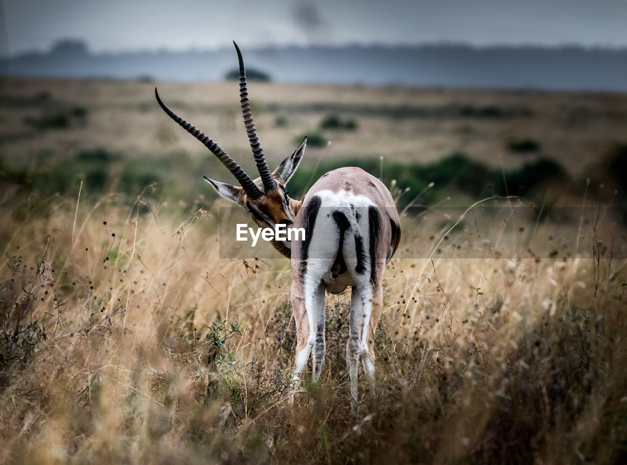 A fine art shot of a gazelle in the wild