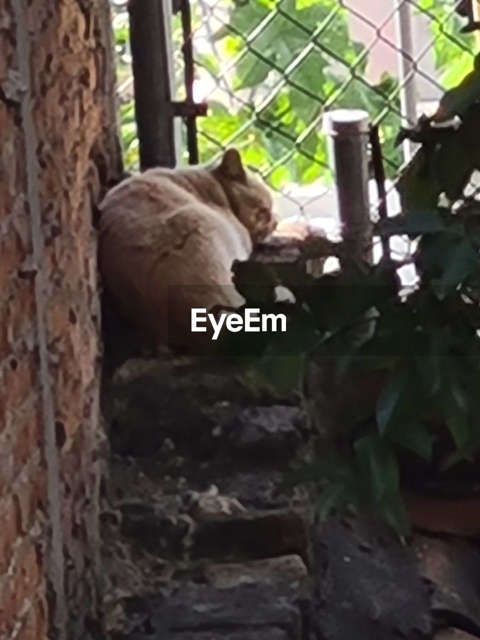 VIEW OF A HORSE ON TREE