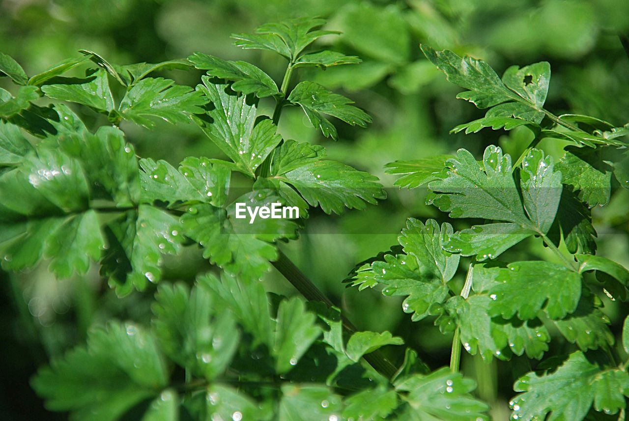 Close-up of wet plant leaves