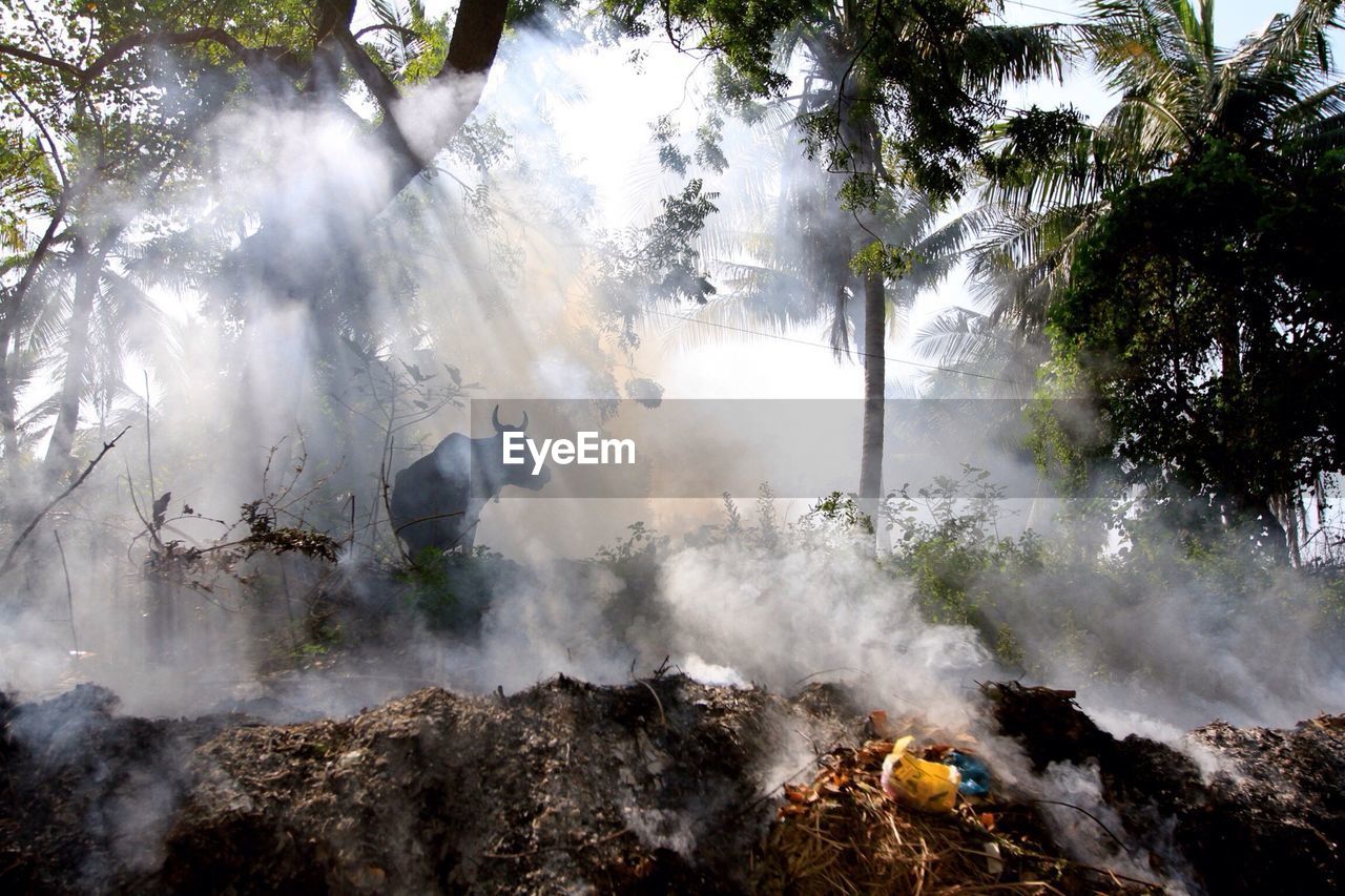 Smoke coming from fire