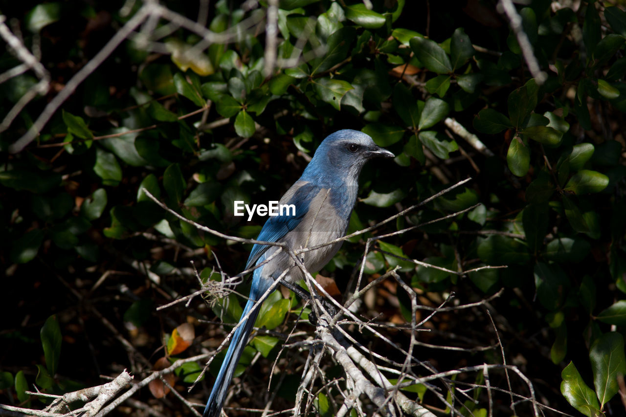 Close-up of bird perching on branch