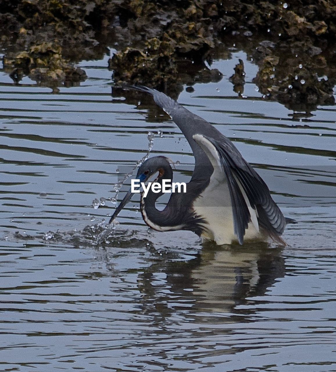 animal wildlife, animal themes, animals in the wild, animal, water, bird, vertebrate, one animal, lake, waterfront, reflection, nature, no people, water bird, day, outdoors, flying, plant, heron, flapping