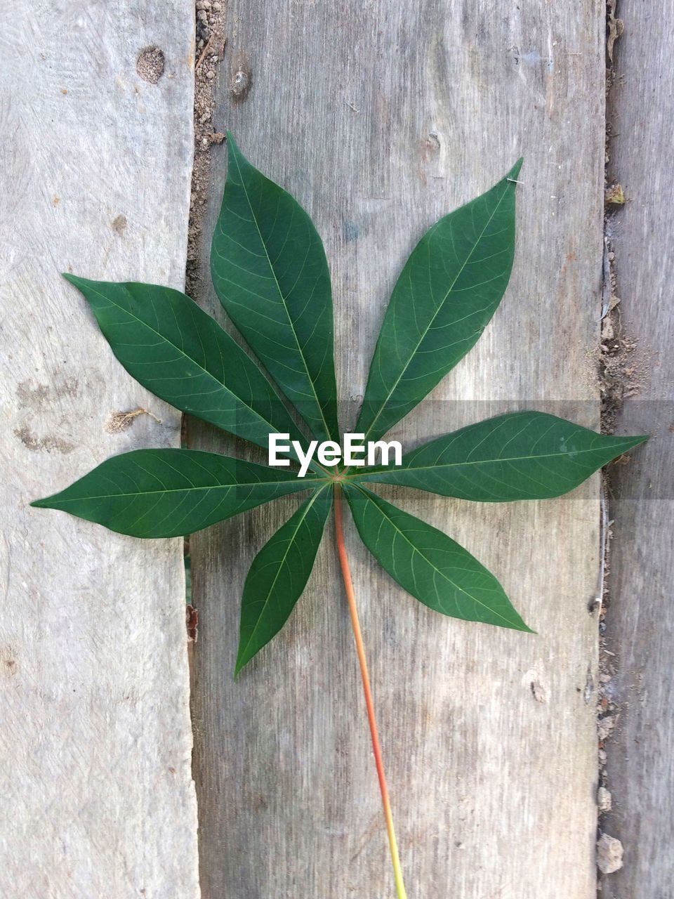 Beautiful pattern of cassava leaf on wood background