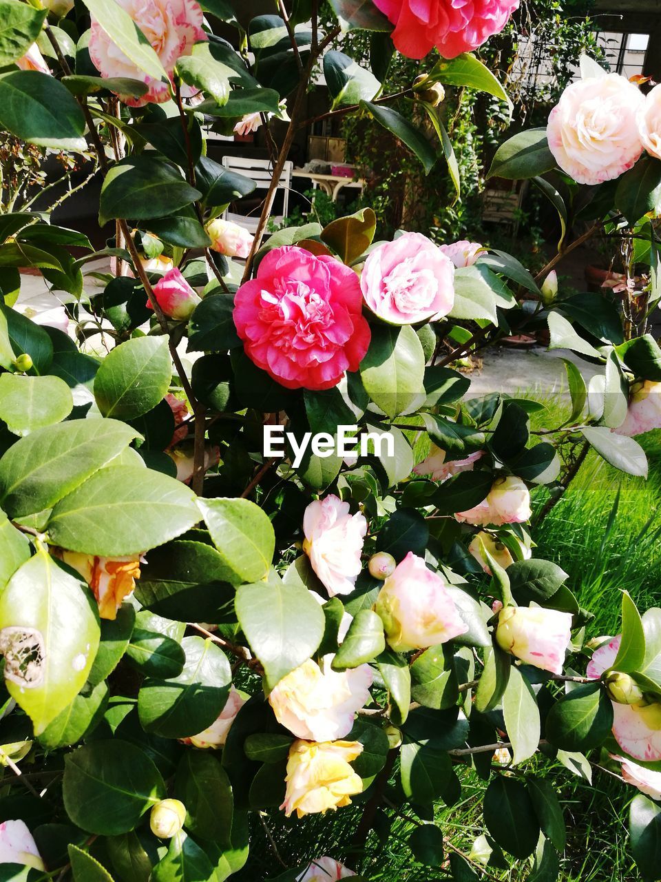 CLOSE-UP OF PINK FLOWERS AND PLANTS