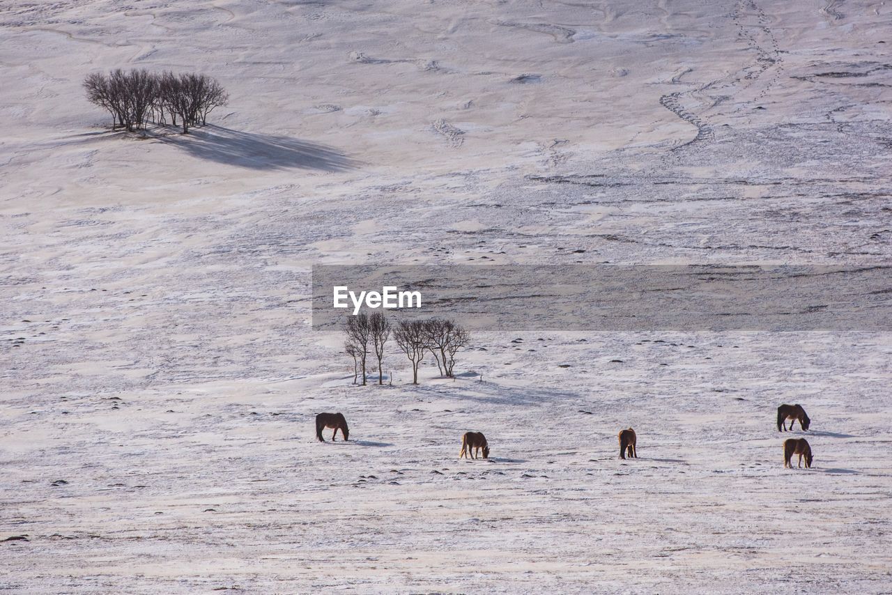 High angle view of horses on snow covered land
