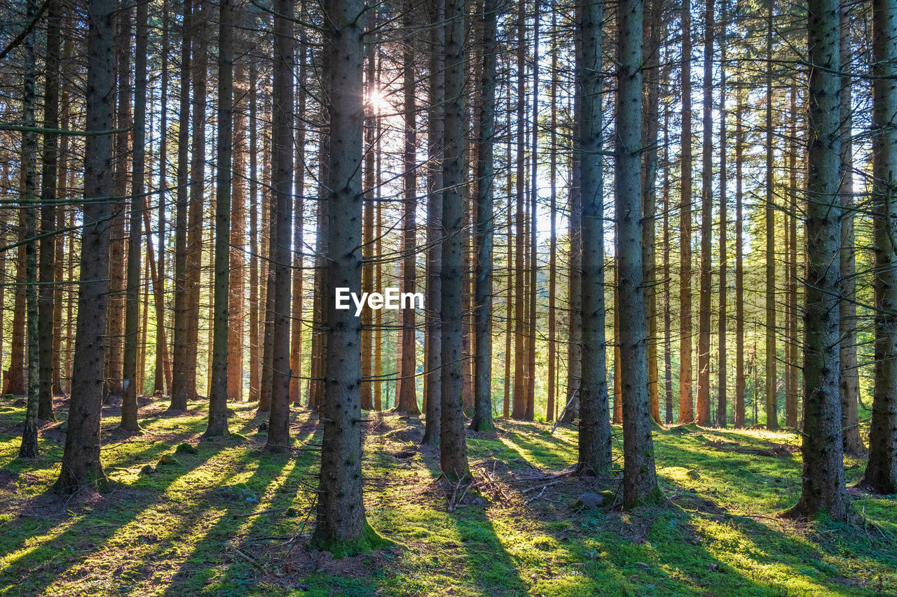 Spruce trunks in backlight in a forest