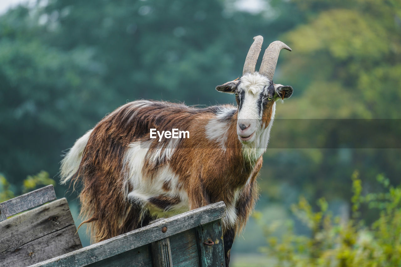 A goat standing in a wagon