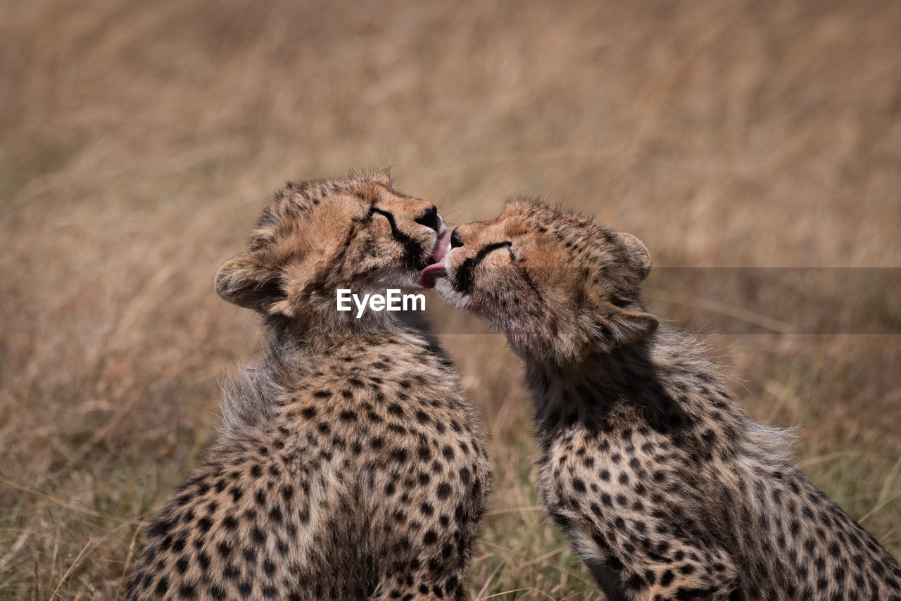 Cheetahs on field in forest